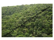  Venda - São Paulo  Áreas Reserva Legal Iguape - SP